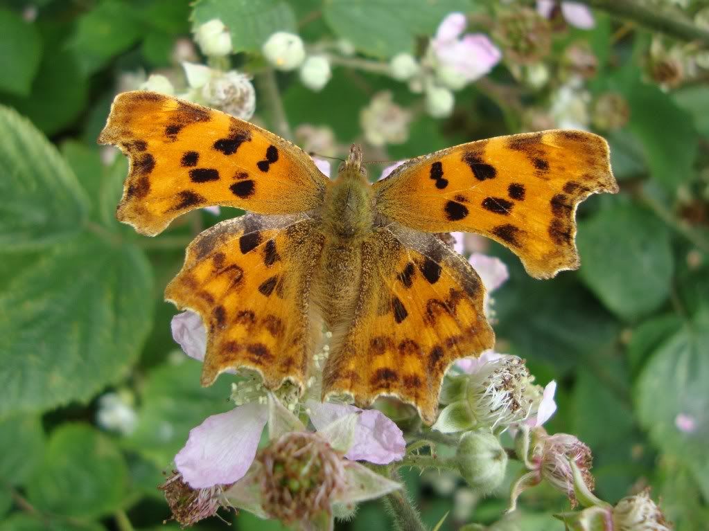 Comma