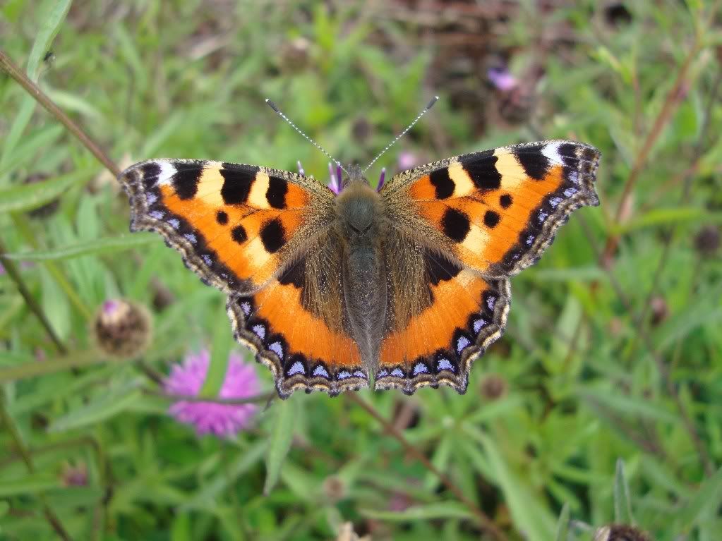 Small tortoiseshell