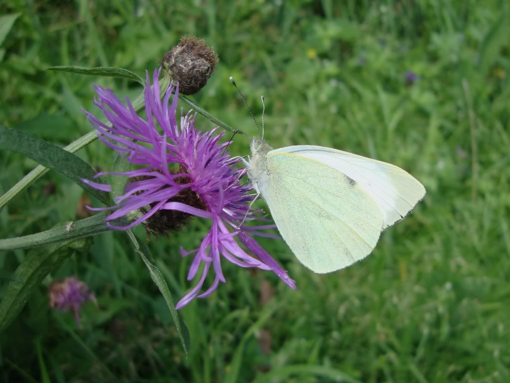 Green-veined white