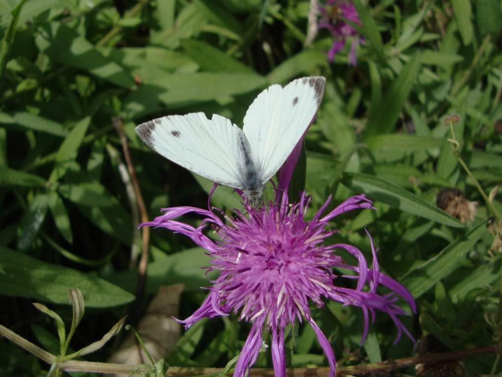 Large white