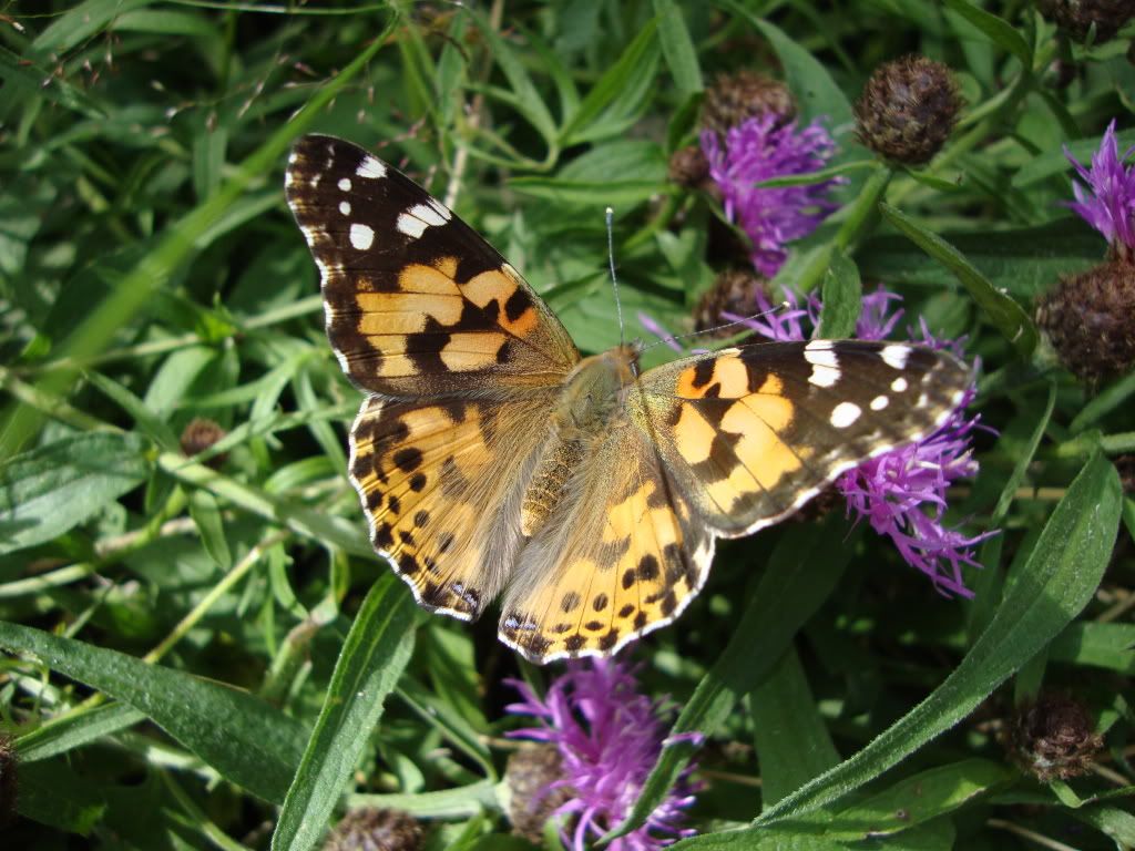 Painted lady