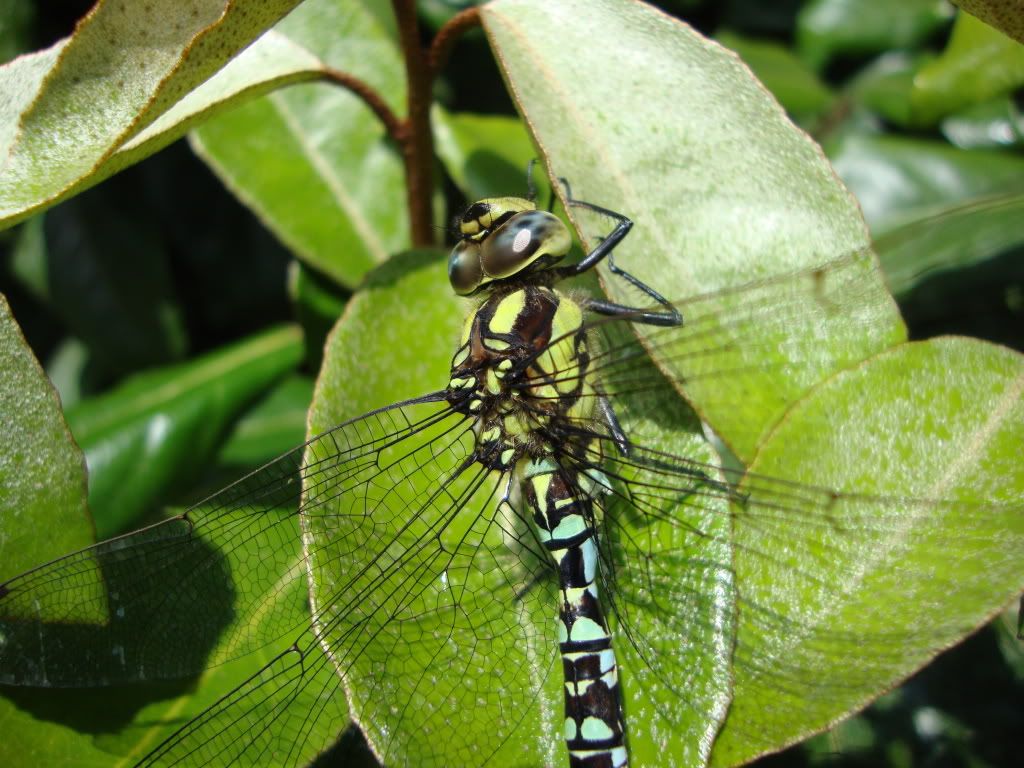 Southern hawker