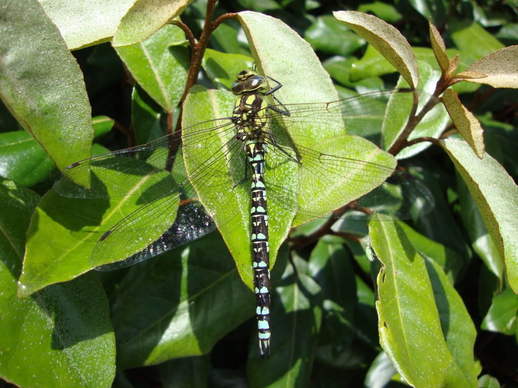 Southern hawker