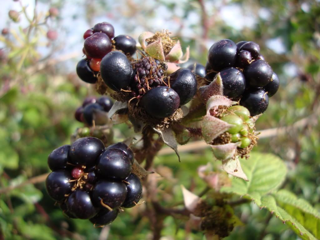 Blackberries