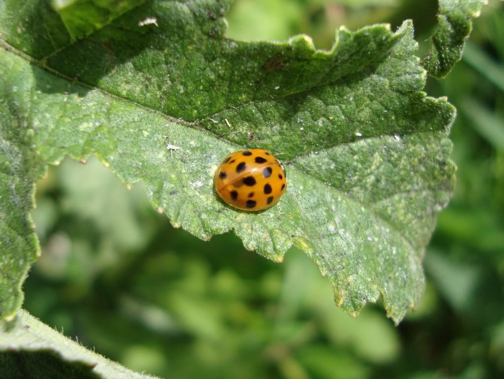 Harlequin ladybird