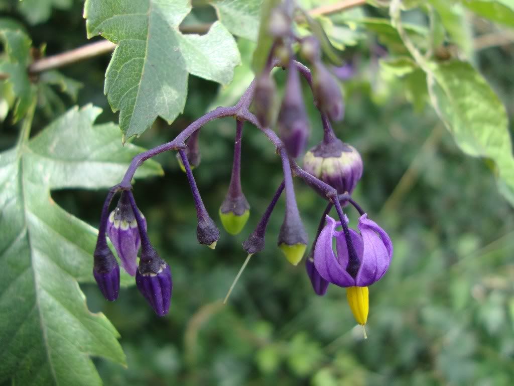 Deadly nightshade