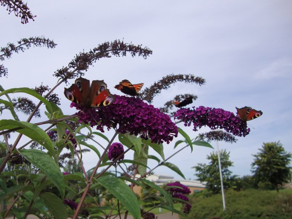 Various butterflies on the buddleia