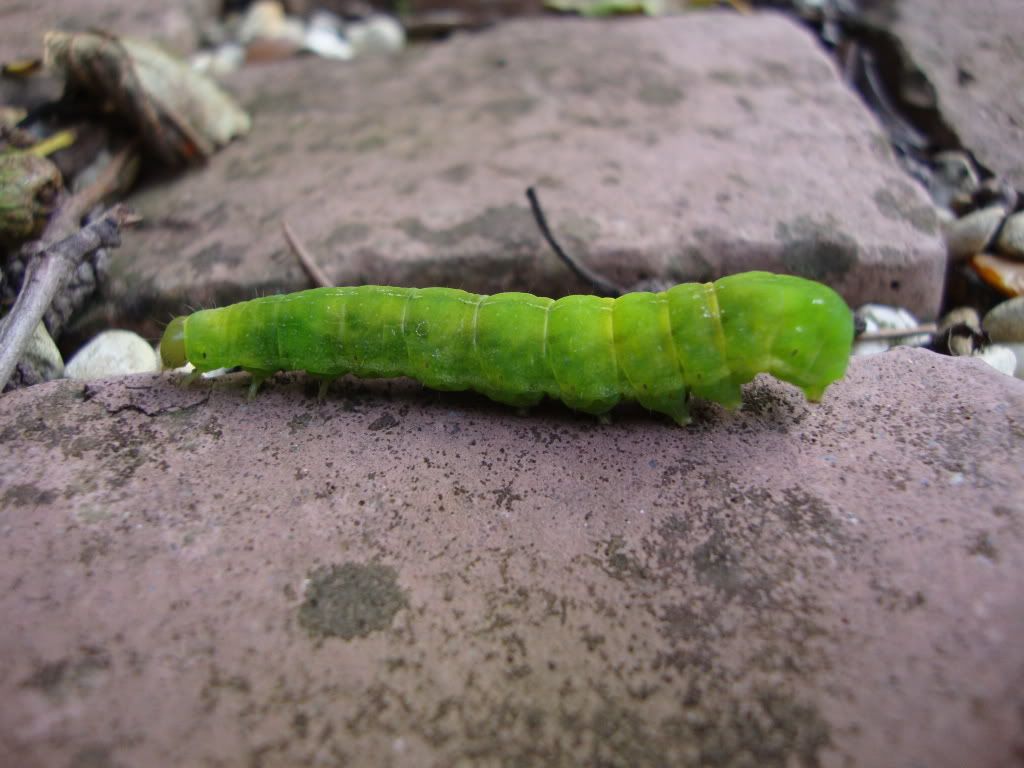 Caterpillar