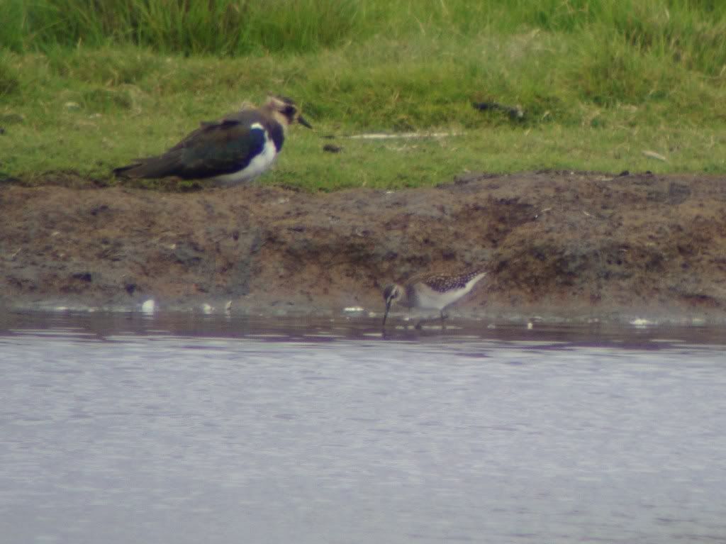 Wood sandpiper