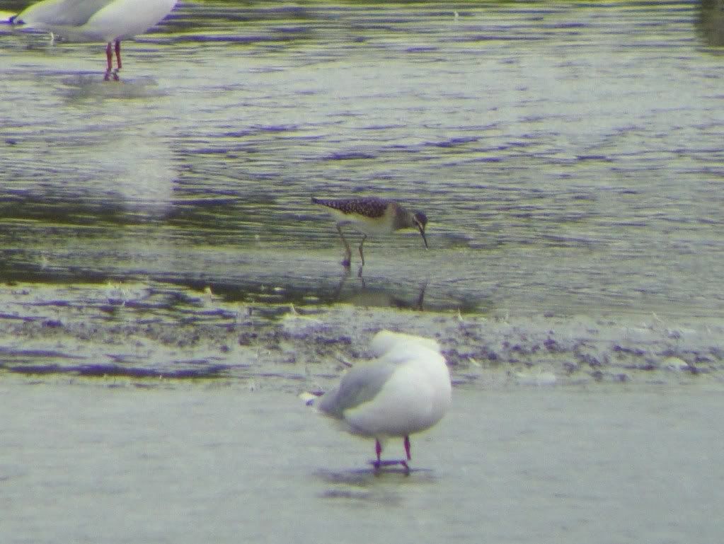 Wood sandpiper