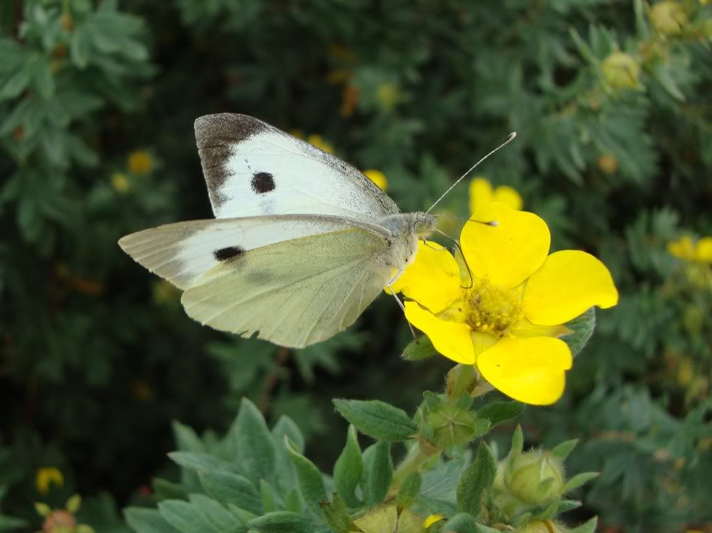 Large white