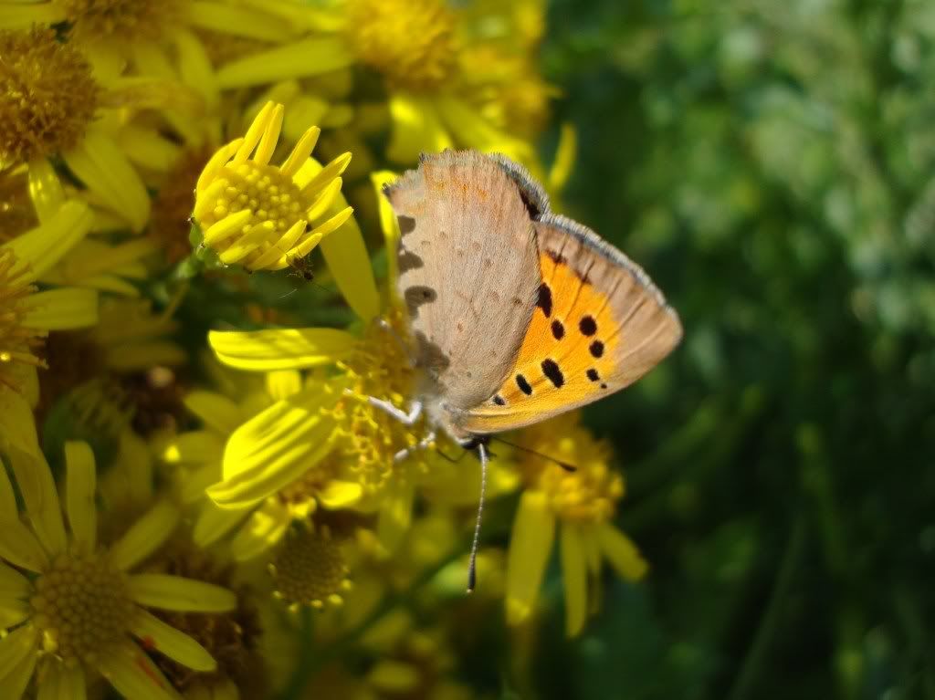 Small copper