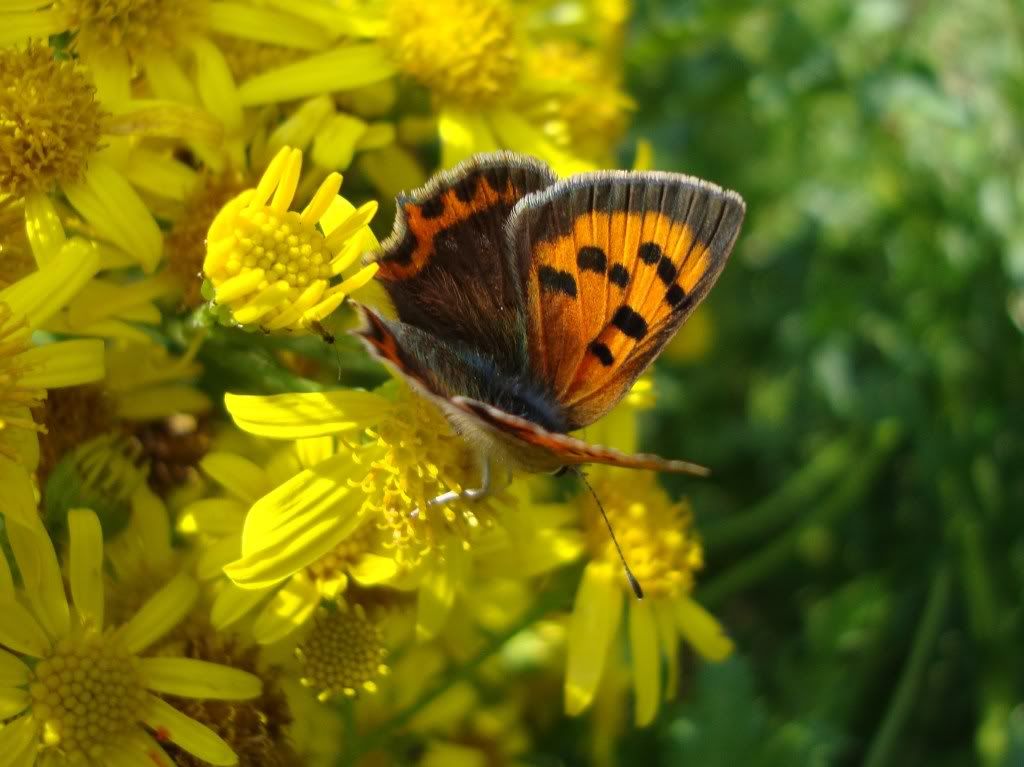 Small copper