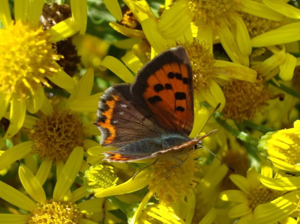 Small copper