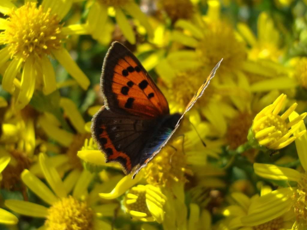 Small copper