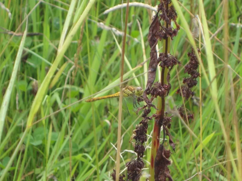 Common darter