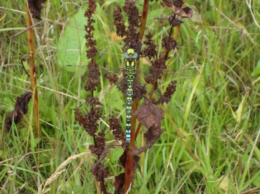 Southern hawker