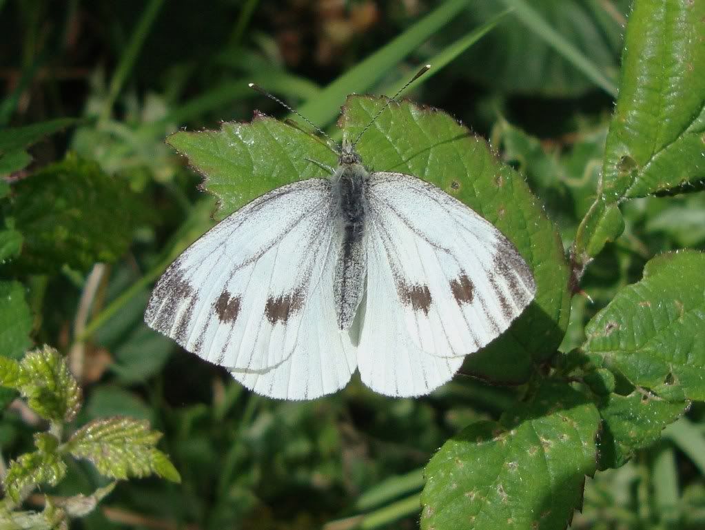 Green-veined white