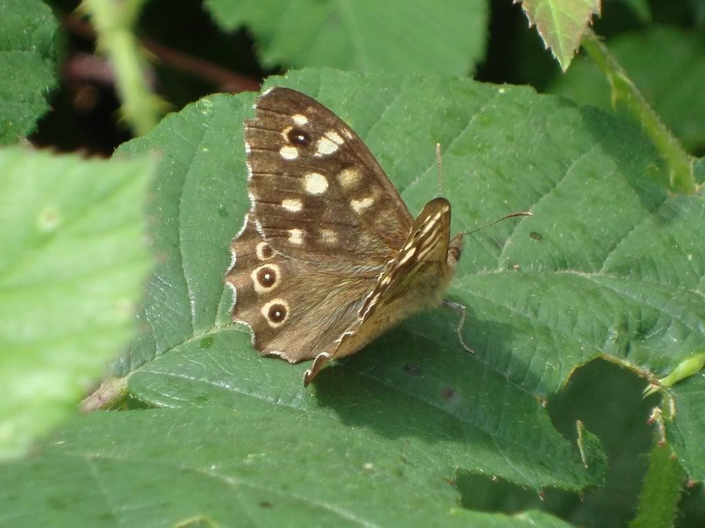 Speckled wood