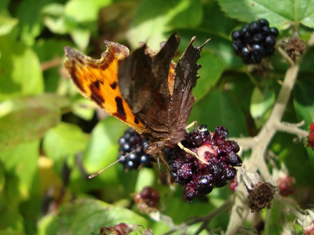 Comma