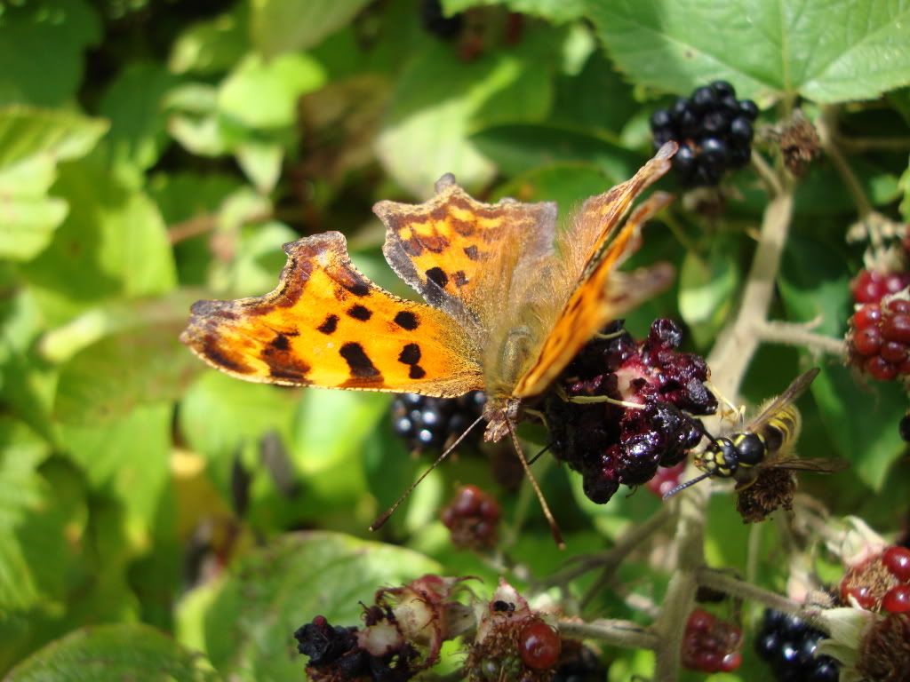 Comma