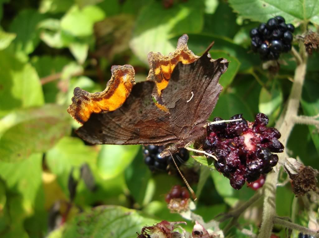 Comma