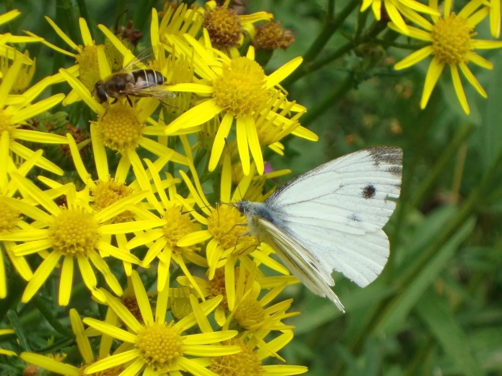 Green-veined white