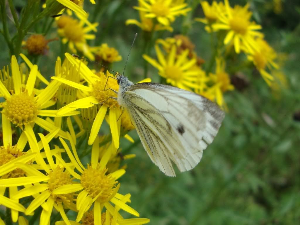 Green-veined white