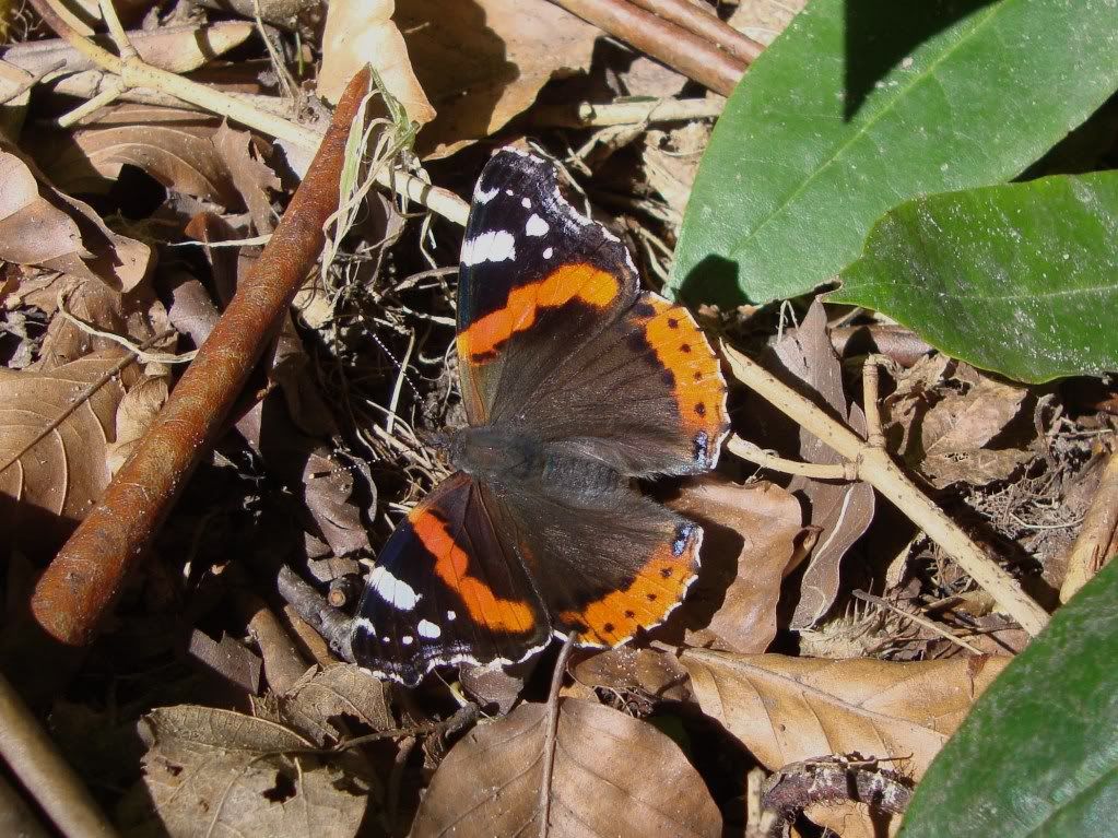 Red admiral