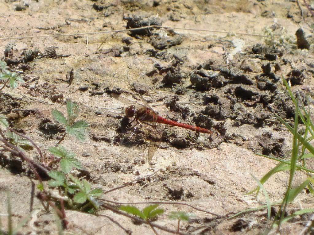 Common darter