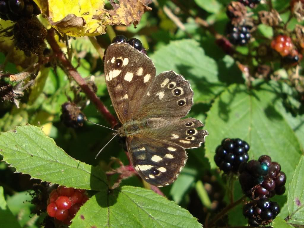 Speckled wood