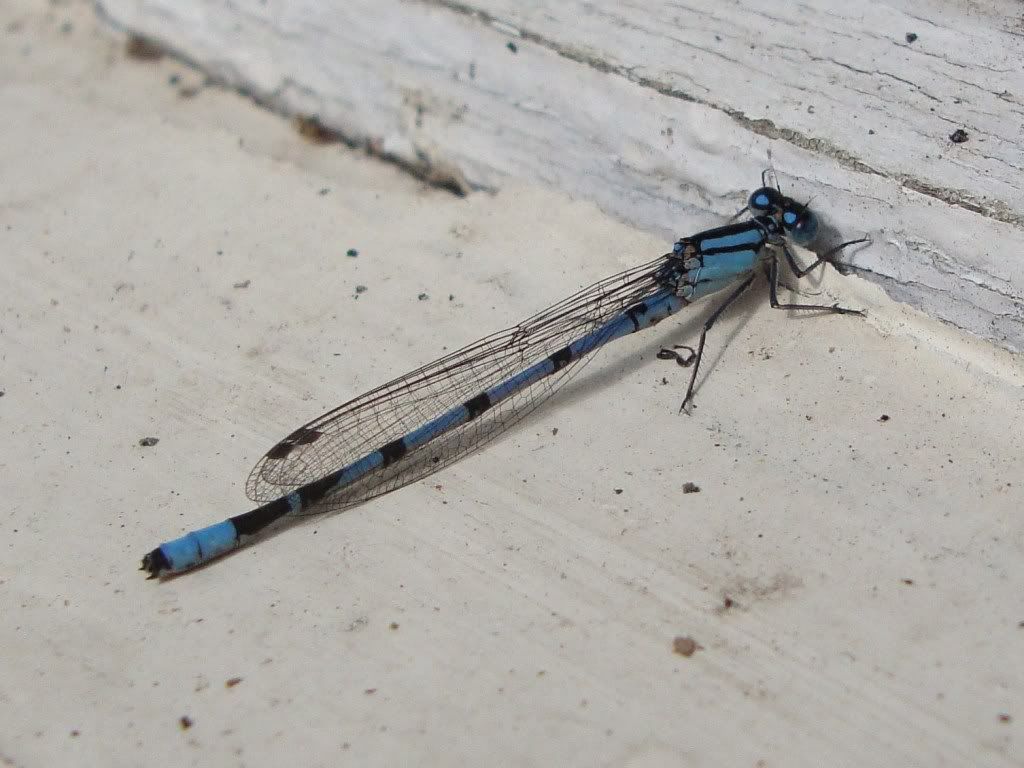 Common blue damselfly