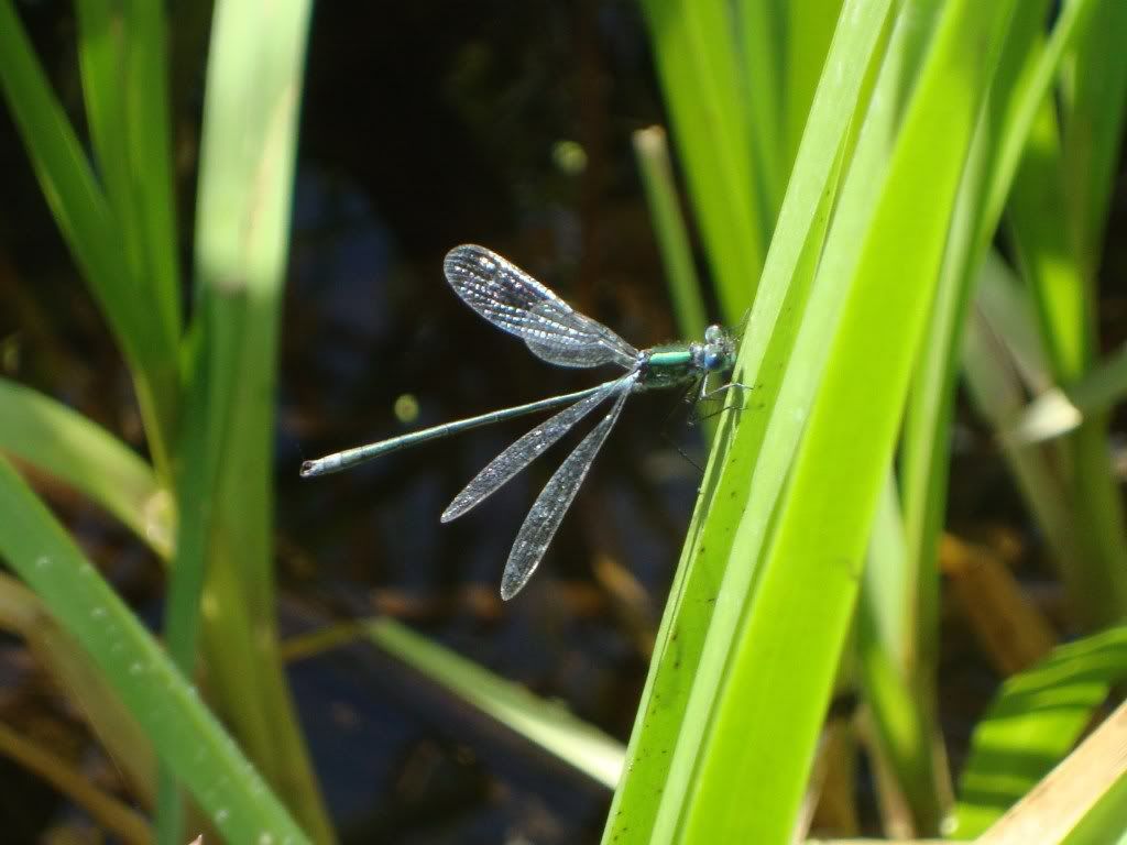 Emerald damselfly