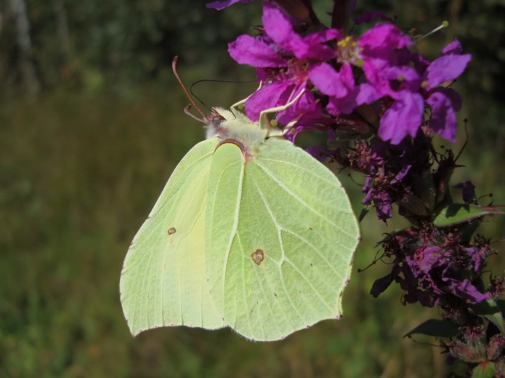 Brimstone