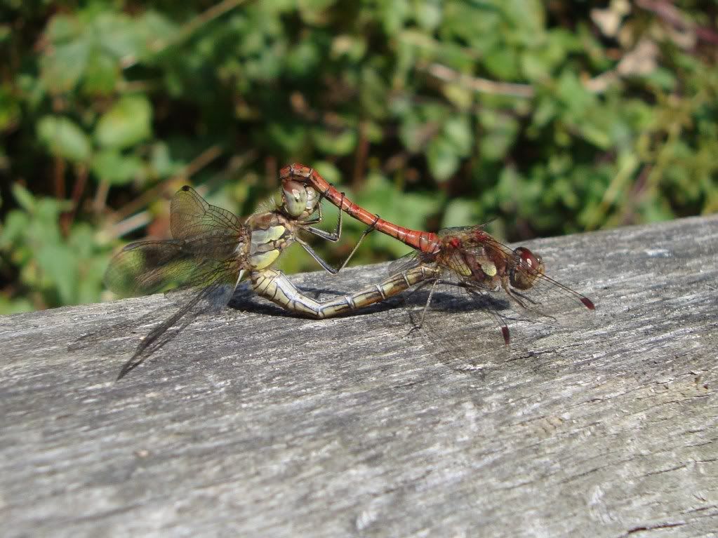 Common darters up to no good