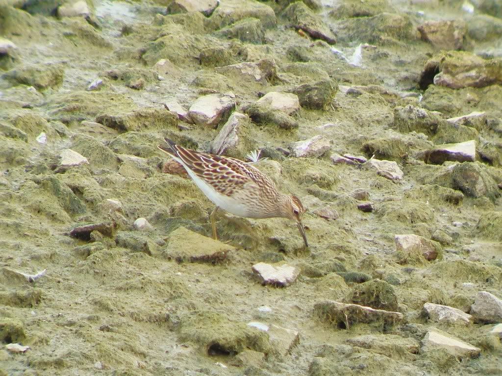 Pectoral sandpiper