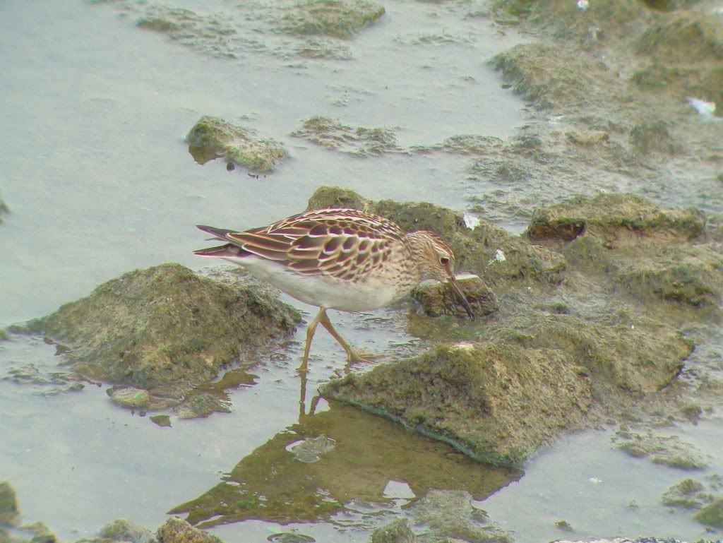 Pectoral sandpiper