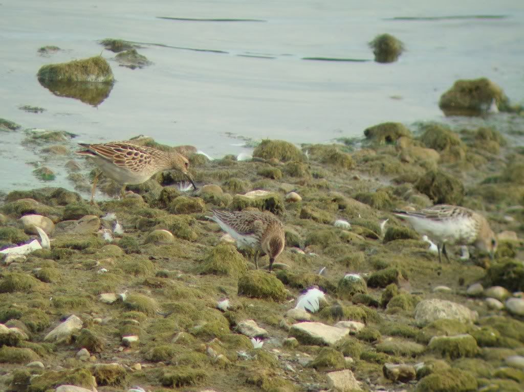 Pectoral sandpiper and dunlin