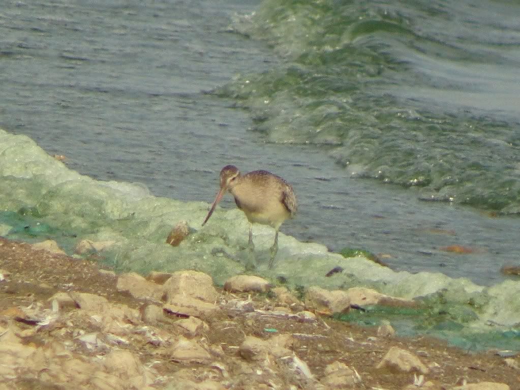 Bar-tailed godwit