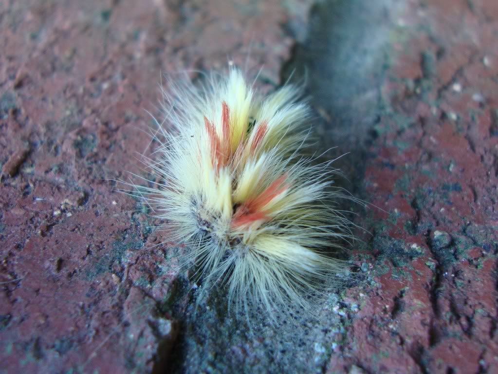 Sycamore moth caterpillar