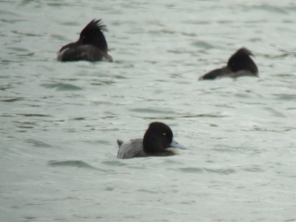 Lesser scaup