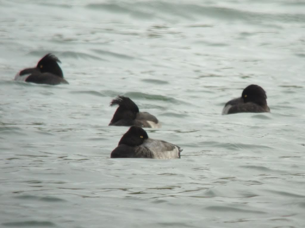 Lesser scaup