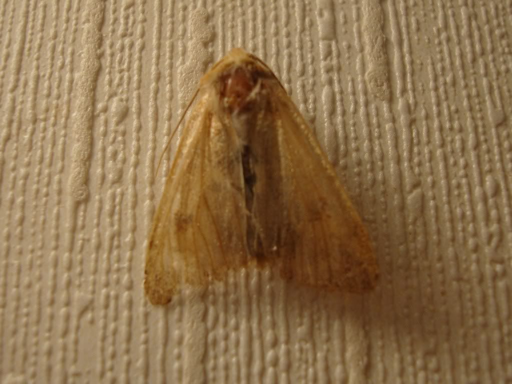 Mystery moth