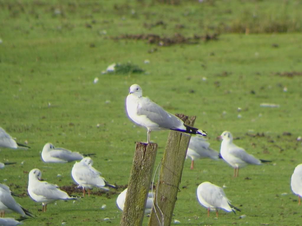 Common gull