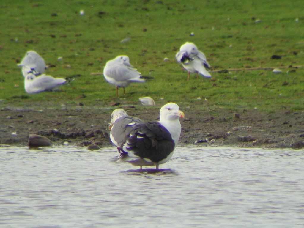 Great black-backed gull