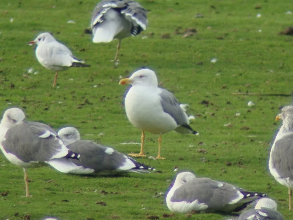 Yellow-legged gull