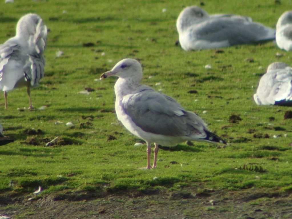 Not a Caspian gull