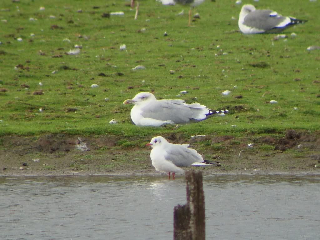 Yellow-legged gull