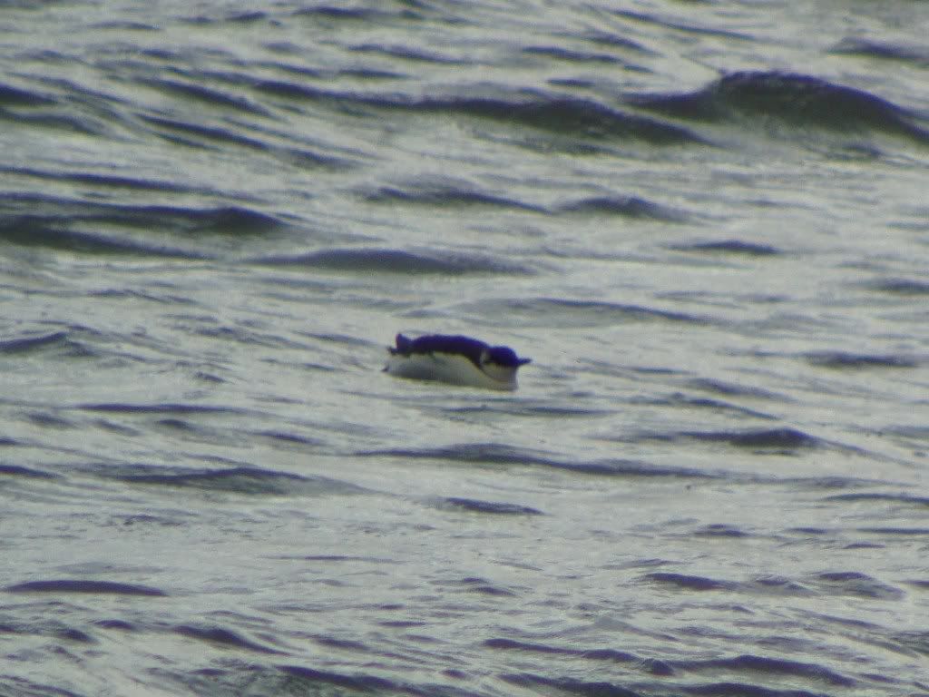 Guillemot at Criccieth