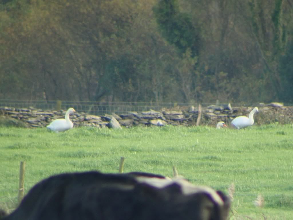 Whooper swans